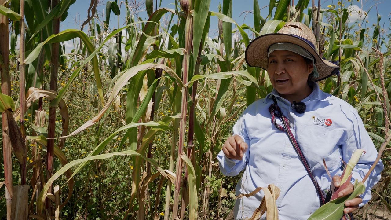 ¿Qué es la agroecología y sus prácticas?